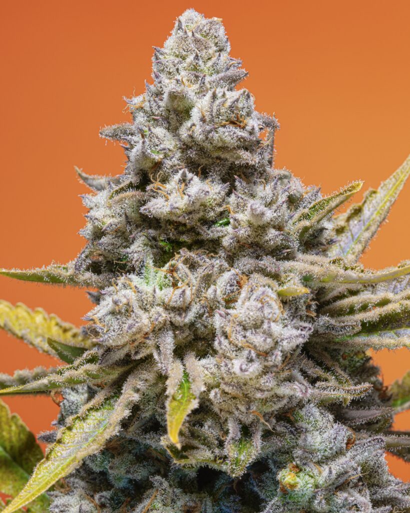 Gasonade S1 - Nasha Genetics